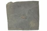 .7" Prone Triarthrus Trilobite Fossil - Ontario - #191153-1